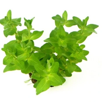 DENNERLE Wasserpflanzen-Set "60L Mix Start" 8 DENNERLE Wasserpflanzen-Set "60L Mix Start" – Bild 6