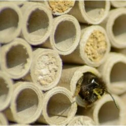 Dobar Großes Profi-Insektenhotel 9 Dobar Großes Profi-Insektenhotel -Fische Als Haustiere 090e56c238a937a7f8b4416b233d611bb55a231a 7a03522e70dce7ac8cc27bfc448a16225867f712