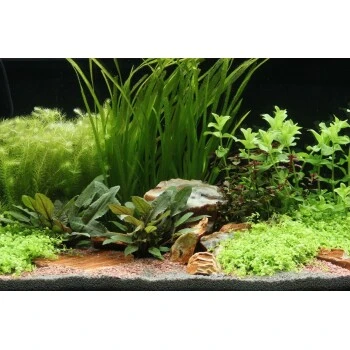 DENNERLE Wasserpflanzen-Set "60L Mix Start" 3 DENNERLE Wasserpflanzen-Set "60L Mix Start"