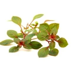 DENNERLE Wasserpflanzen-Set "60L Mix Start" 18 DENNERLE Wasserpflanzen-Set "60L Mix Start" -Fische Als Haustiere 176d6cf6ae5b5c23cb087bb414fae9ce3374637c ac03640695d43b7c8f6286746d0900e80fbe33e5