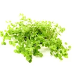 DENNERLE Wasserpflanzen-Set "80L Basic" -Fische Als Haustiere 242fffd2e66c7dd4022a5b29d3eb88a62c0eeac3 2c40e0a9741f7d5799d4cf8683f816dbe6584a43