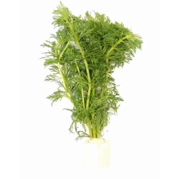 DENNERLE Wasserpflanzen-Set "60L Mix Start" 6 DENNERLE Wasserpflanzen-Set "60L Mix Start" – Bild 4