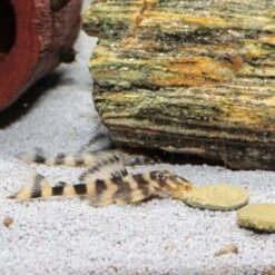 JBL PRONOVO PLECO WAFER Futtertabletten Für Herbivore Saugwelse XL 250 Ml 13 JBL PRONOVO PLECO WAFER Futtertabletten Für Herbivore Saugwelse XL 250 Ml -Fische Als Haustiere 5fd8c48424dcd934ce8dd9fe90508ea34faae60c 1388874 de DE jbl pronovo pleaco wafer 4