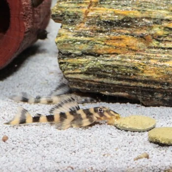 JBL PRONOVO PLECO WAFER Futtertabletten Für Herbivore Saugwelse XL 250 Ml 7 JBL PRONOVO PLECO WAFER Futtertabletten Für Herbivore Saugwelse XL 250 Ml – Bild 5