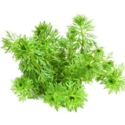 DENNERLE Wasserpflanzen-Set "80L Basic" -Fische Als Haustiere 6910594d38d69944bc3b2fda824074a41fa98e6a 3920e6650acdd9ca1da34a6fd6c6581de5a906f8