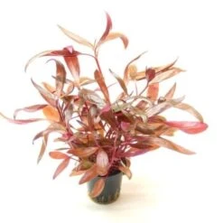 DENNERLE Wasserpflanzen-Set "80L Basic" -Fische Als Haustiere 6f32c3ba5de2a4eff639a59a15ef39e8e5734122 c3168249d9dc0300f1cfe6f547efd345c1f9bea0