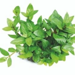 DENNERLE Wasserpflanzen-Set "80L Basic" -Fische Als Haustiere 70ce3194c36dbb8a1e2fe759e4722da9ca8e8db9 08eb4efe7c1d062e7c72bfa0b2a0a407d552abb3