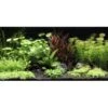 DENNERLE Wasserpflanzen-Set "80L Basic" 1 DENNERLE Wasserpflanzen-Set "80L Basic" -Fische Als Haustiere b470b6d90bc344ef10167c2ac50bac10594de69b 89fe3ec05d874577f20712fccc2b3c4e916b6f1c