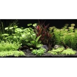 DENNERLE Wasserpflanzen-Set "80L Basic"