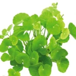 DENNERLE Wasserpflanzen-Set "80L Basic" -Fische Als Haustiere b96734439a3451dc6c2cb32f21aa6c0919bdf854 4baf07c6c4f46c95d8d87f5e194c9591a2075d3e