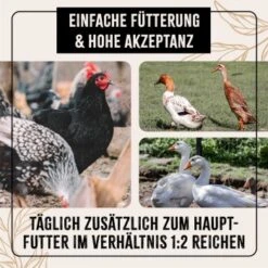 Aniforte FarmLife Geflügel Körner Auslese 5 Kg 11 Aniforte FarmLife Geflügel Körner Auslese 5 Kg -Fische Als Haustiere c2628ae2c0585f930beaae0412860d333df94762 1496422 de DE 676e8b741a50f1249a5e464f85e4e17fbbf022e259cv7l