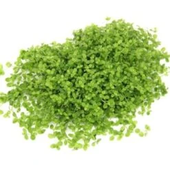 DENNERLE Wasserpflanzen-Set "80L Basic" -Fische Als Haustiere c886337024e5d8f00f7e88ea7c9d9ea28225216e d89ae7616f0d47dcbe19abc06a58858b49cf6359