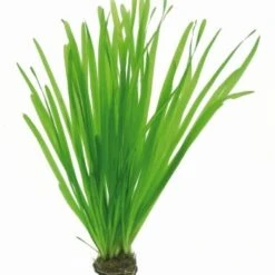 DENNERLE Wasserpflanzen-Set "80L Basic" -Fische Als Haustiere d12b10c698be60fbf50ff3abb2528cef2a7fd32c 54db8a009bac5ab4b53f8a6575b5f6fee1a560e6