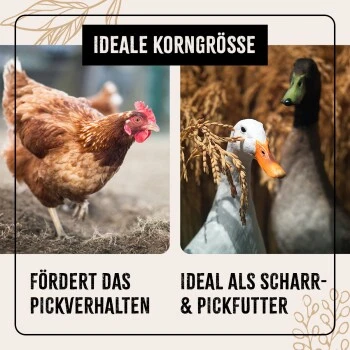 Aniforte FarmLife Geflügel Körner Auslese 5 Kg 6 Aniforte FarmLife Geflügel Körner Auslese 5 Kg – Bild 4