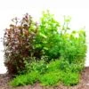 Dennerle Plants Aquariumpflanzen Mix Schnellwachsend 2 Dennerle Plants Aquariumpflanzen Mix Schnellwachsend -Fische Als Haustiere dennerle plants aquariumpflanzen mix schnellwachsend1