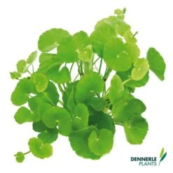 Dennerle Plants Aquariumpflanzen Mix Schnellwachsend -Fische Als Haustiere dennerleplants mix schnellwachsend alle 360a25413869d3