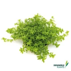 Dennerle Plants Aquariumpflanzen Mix Schnellwachsend -Fische Als Haustiere dennerleplants mix schnellwachsend alle 460a254147e187