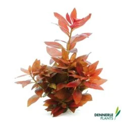 Dennerle Plants Aquariumpflanzen Mix Schnellwachsend -Fische Als Haustiere dennerleplants mix schnellwachsend alle 560a254157142b