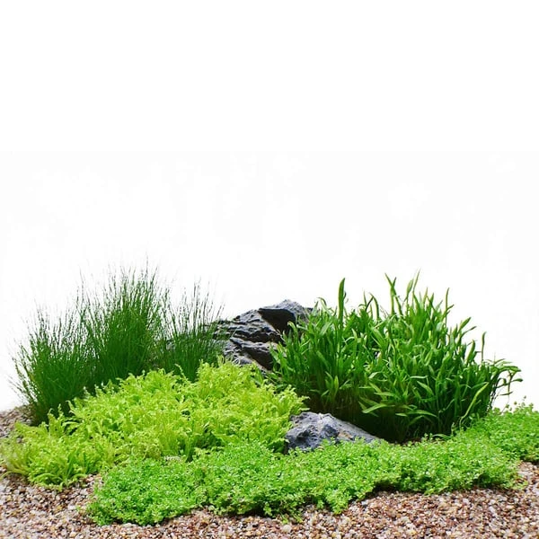 Dennerle Plants Aquariumpflanzen 4er Mix Vordergrund 3 Dennerle Plants Aquariumpflanzen 4er Mix Vordergrund