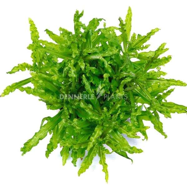 Dennerle Plants Aquariumpflanzen 4er Mix Vordergrund 4 Dennerle Plants Aquariumpflanzen 4er Mix Vordergrund – Bild 2