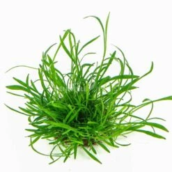 Dennerle Plants Aquariumpflanzen 4er Mix Vordergrund 10 Dennerle Plants Aquariumpflanzen 4er Mix Vordergrund -Fische Als Haustiere dennerleplants mix vordergrund 3