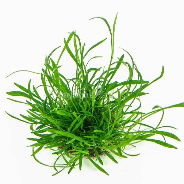 Dennerle Plants Aquariumpflanzen 4er Mix Vordergrund 5 Dennerle Plants Aquariumpflanzen 4er Mix Vordergrund – Bild 3