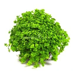 Dennerle Plants Aquariumpflanzen 4er Mix Vordergrund 11 Dennerle Plants Aquariumpflanzen 4er Mix Vordergrund -Fische Als Haustiere dennerleplants mix vordergrund 4
