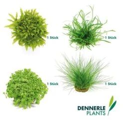 Dennerle Plants Aquariumpflanzen 4er Mix Vordergrund 13 Dennerle Plants Aquariumpflanzen 4er Mix Vordergrund -Fische Als Haustiere dennerleplants mix vordergrund 6