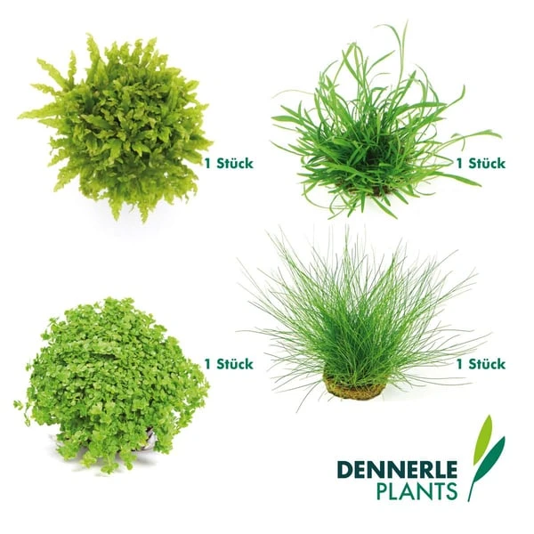 Dennerle Plants Aquariumpflanzen 4er Mix Vordergrund 8 Dennerle Plants Aquariumpflanzen 4er Mix Vordergrund – Bild 6