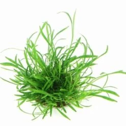 DENNERLE Wasserpflanzen-Set "30L Start" -Fische Als Haustiere efcb26a5d8aee3d1cef19f36d7decba2ddb17645 5b5a4e6a981f788689346b87ae143e8ed2ebd6a0