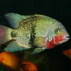 JBL PRONOVO CICHLID GRANO XL 1000ml -Fische Als Haustiere jbl pronovo cichlid grano xl 2