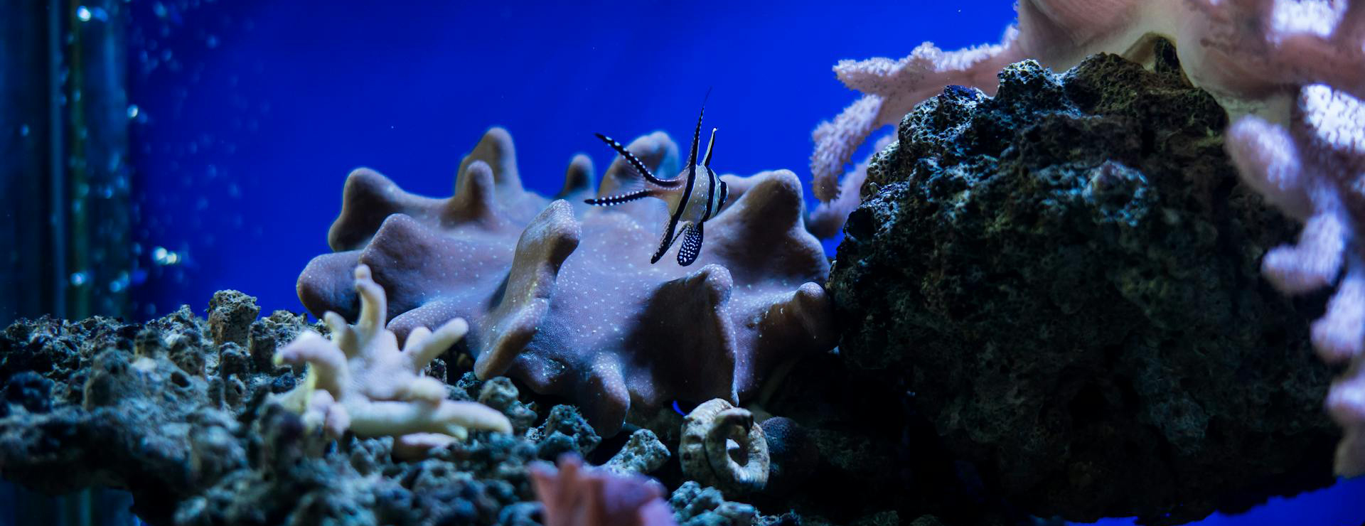 Fische Als Haustiere -Fische Als Haustiere pexels vietnam photographer 10327880